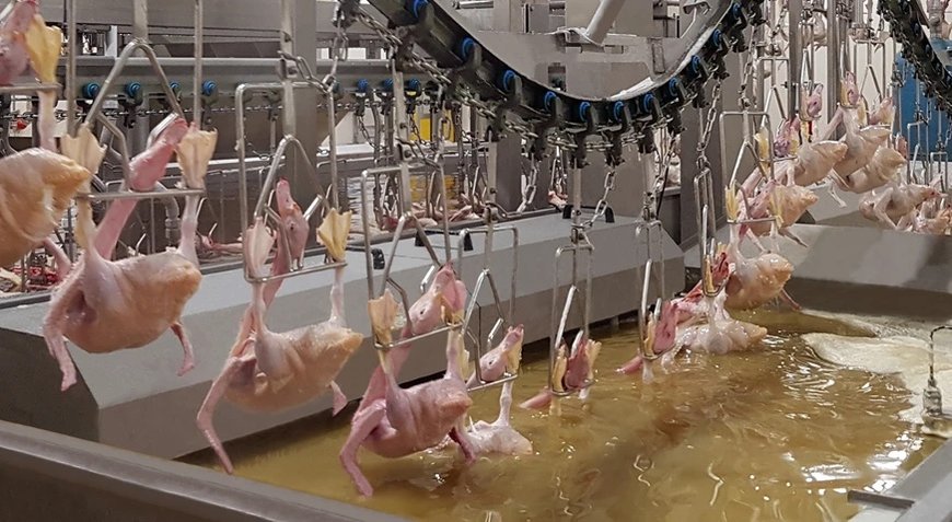 Soluciones integradas para el procesamiento de patos